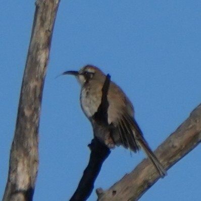 Tawny-crowned Honeyeater (Gliciphila melanops), photo 4