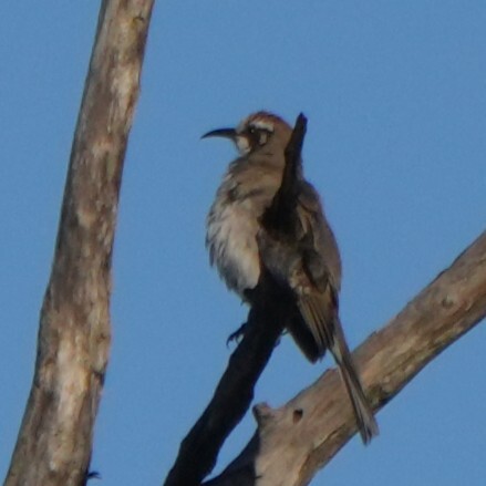 Tawny-crowned Honeyeater (Gliciphila melanops), photo 5
