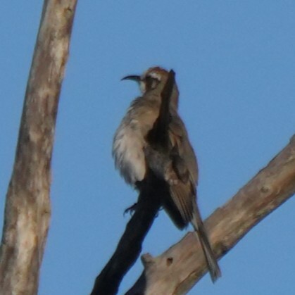 Tawny-crowned Honeyeater (Gliciphila melanops), photo 6