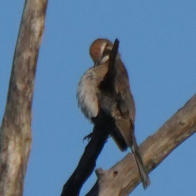 Tawny-crowned Honeyeater (Gliciphila melanops), photo 7