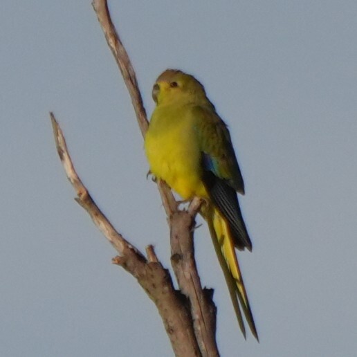 Elegant Parrot (Neophema elegans), photo 4