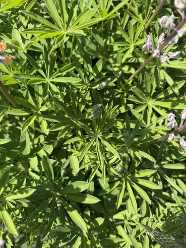 Lupinus oreganus, photograph 6