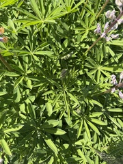 Lupinus oreganus, photograph (c) Judi Sanders, some rights reserved (CC BY)