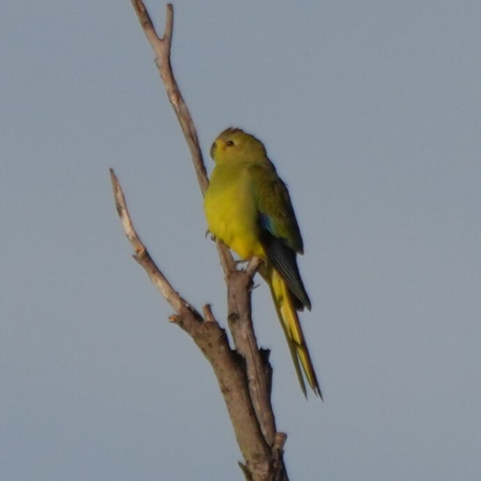 Elegant Parrot (Neophema elegans), photo 5