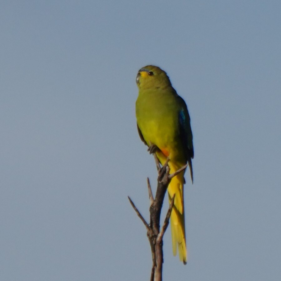 Elegant Parrot (Neophema elegans), photo 6