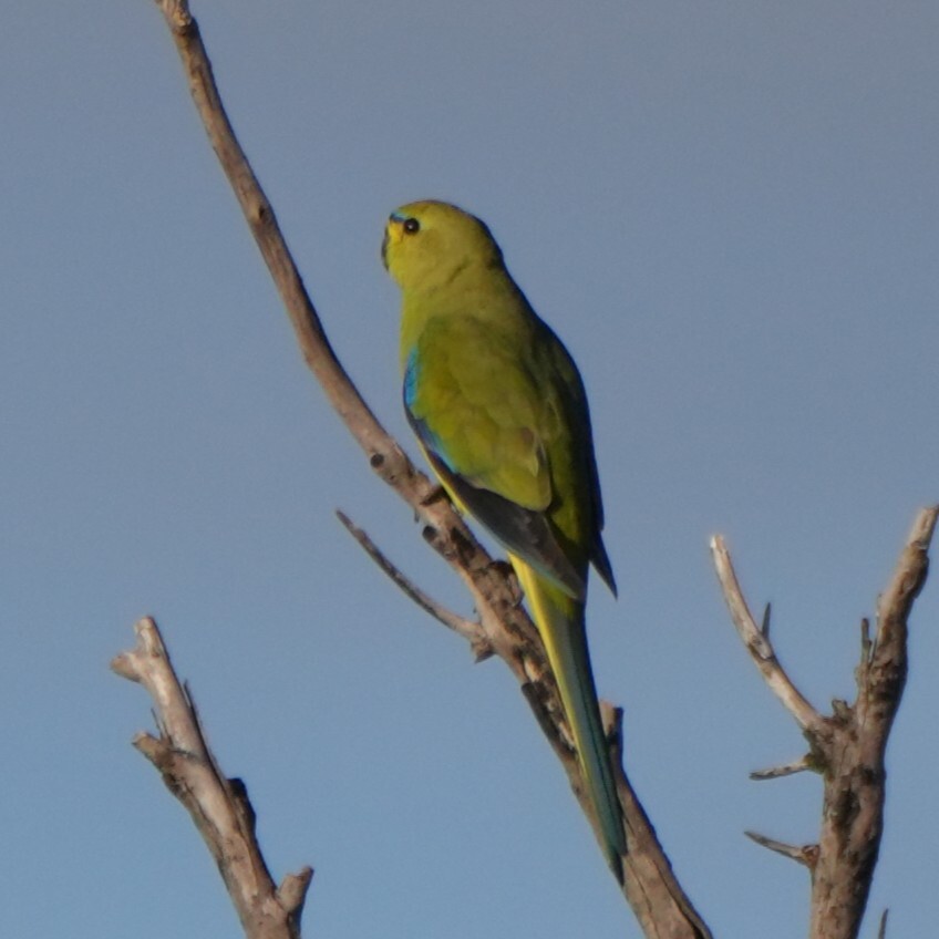 Elegant Parrot (Neophema elegans), photo 7