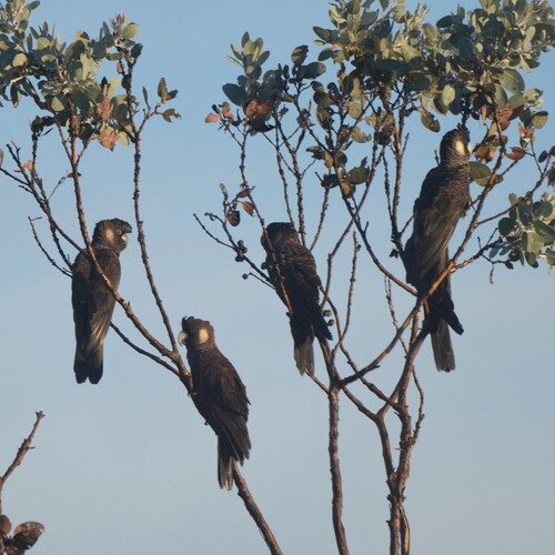 Baudin's Black Cockatoo (Zanda baudinii), photo 4