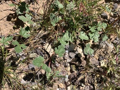 Erodium texanum