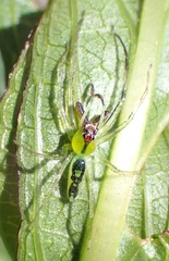 Lyssomanes antillanus