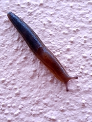 Geomalacus anguiformis