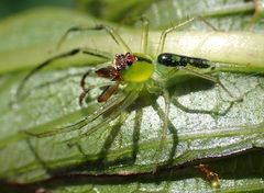 Lyssomanes antillanus