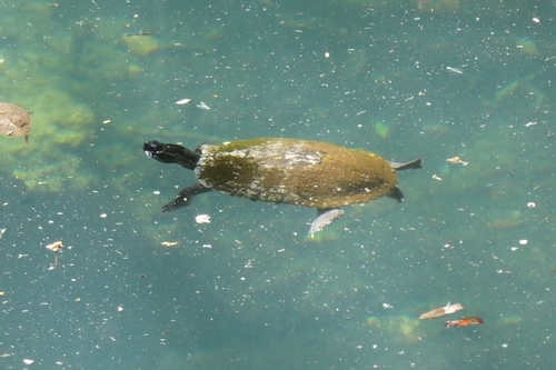 Trachemys decussata