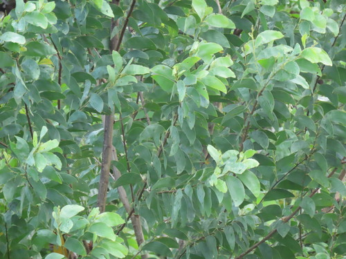 Acacia celsa, 2026-04-25
