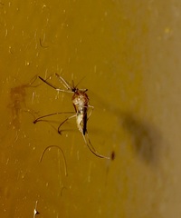 Culex quinquefasciatus