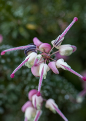 Grevillea lanigera