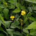 Wild Cowpea - Photo (c) Ron Frumkin, some rights reserved (CC BY-NC), uploaded by Ron Frumkin