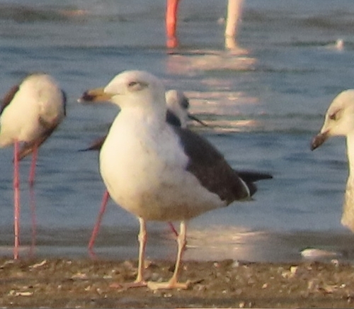 Avistamiento Gaviota Dorsinegra Menor