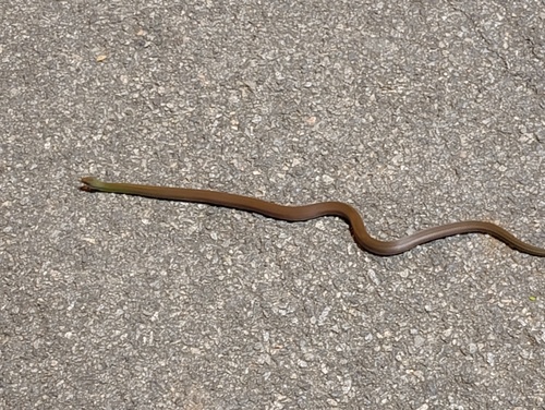 Erythrolamprus macrosomus
