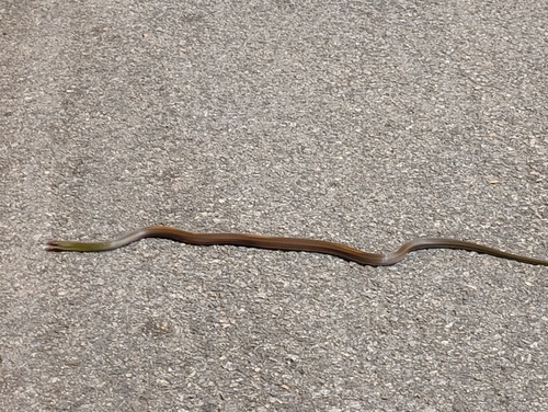 Erythrolamprus macrosomus