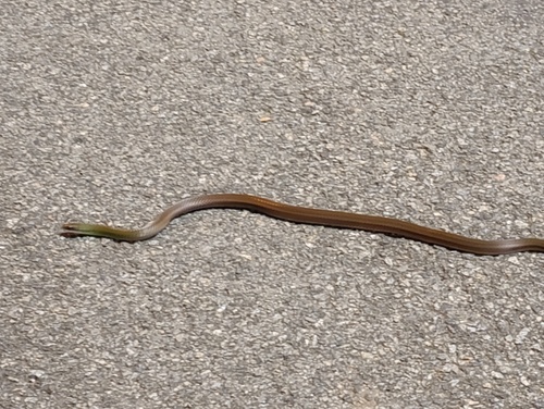 Erythrolamprus macrosomus