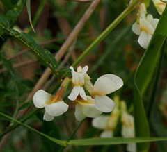 Vicia galeata