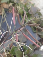 Rorippa dubia
