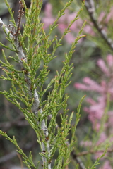 Tamarix parviflora