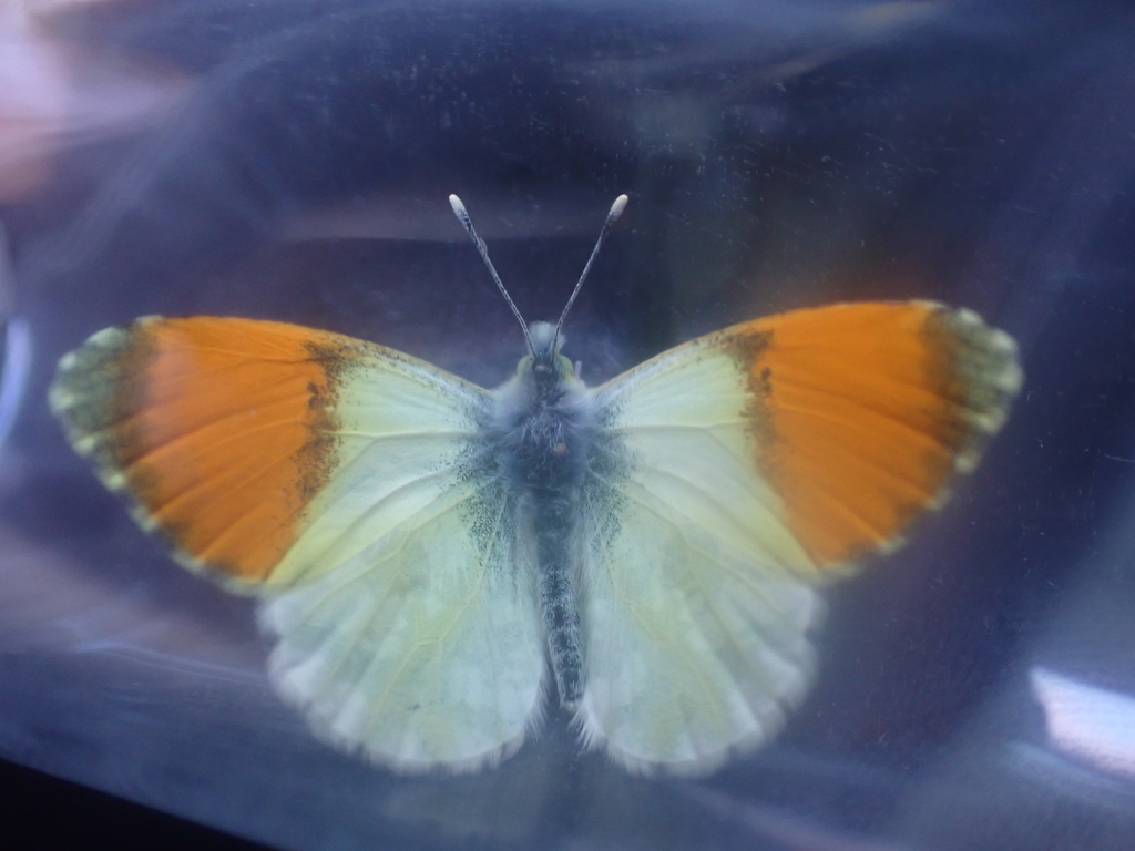 Grüner's Orange-tip