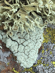 Protoparmeliopsis pinguis