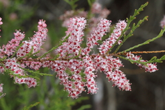 Tamarix parviflora