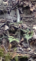 Sceptridium multifidum