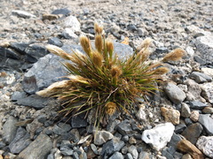 Deschampsia ovata
