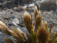 Deschampsia ovata