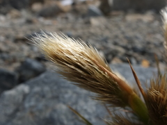 Deschampsia ovata