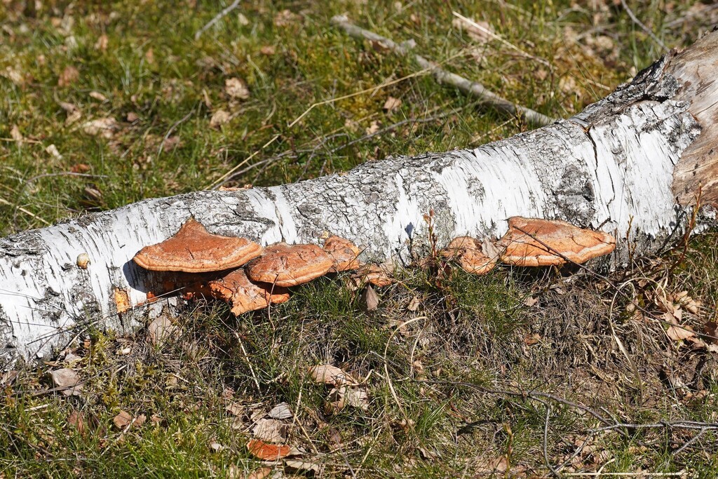 Trametes cinnabarina · April 2026 · photo: © larswillighagen (iNaturalist, cc0)