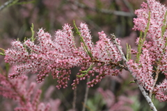 Tamarix parviflora