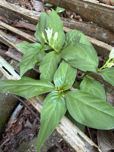 Spigelia humboldtiana
