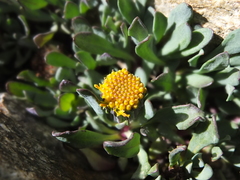 Senecio algens