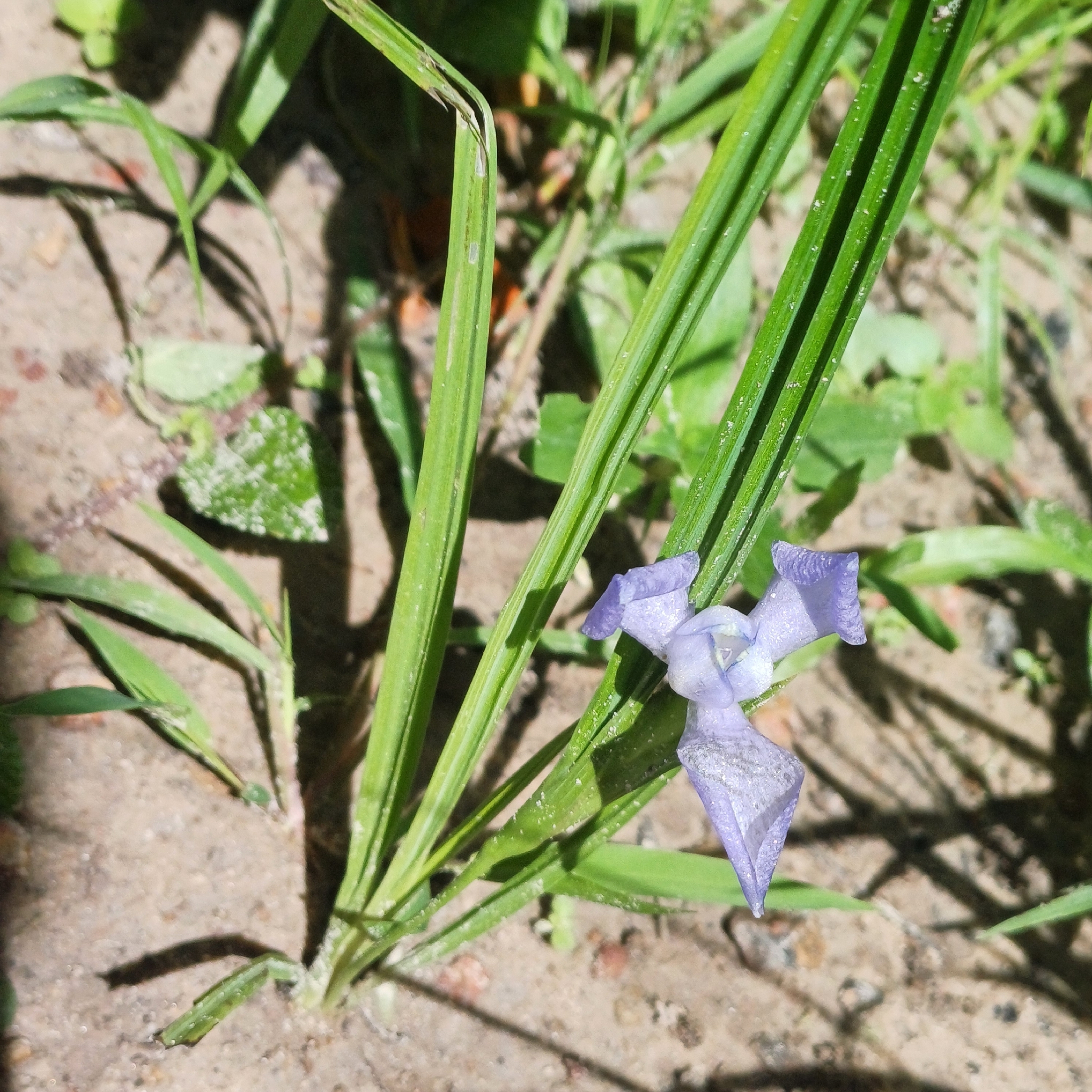 Cipura paludosa