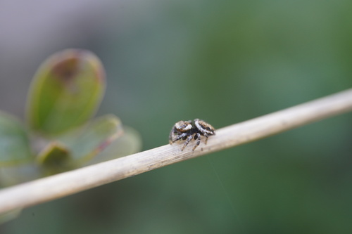 Woodland Jumping Spider, Otterlo, Netherlands, photo 8 of 10