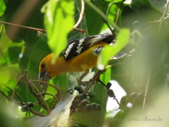 Pheucticus chrysopeplus