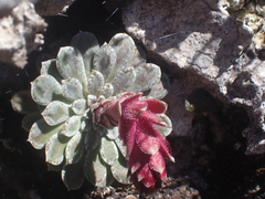 Saxifraga federici-augusti