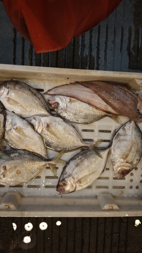 Carangoides equula observed 2026-04-29