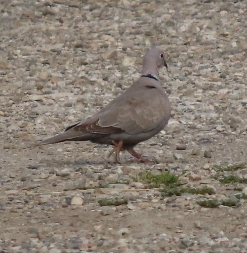 Avistamiento Streptopelia decaocto