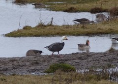 Anser caerulescens caerulescens