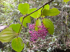 Medinilla speciosa