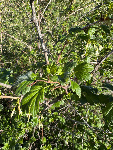 Ribes niveum, photograph 4