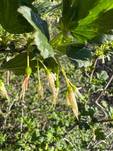 Ribes niveum, photograph 3