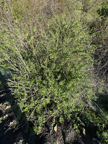 Ribes niveum, photograph 5