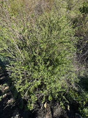 (c) Daniel Patterson, some rights reserved (CC BY) Ribes niveum, photograph (c) Daniel Patterson, some rights reserved (CC BY)